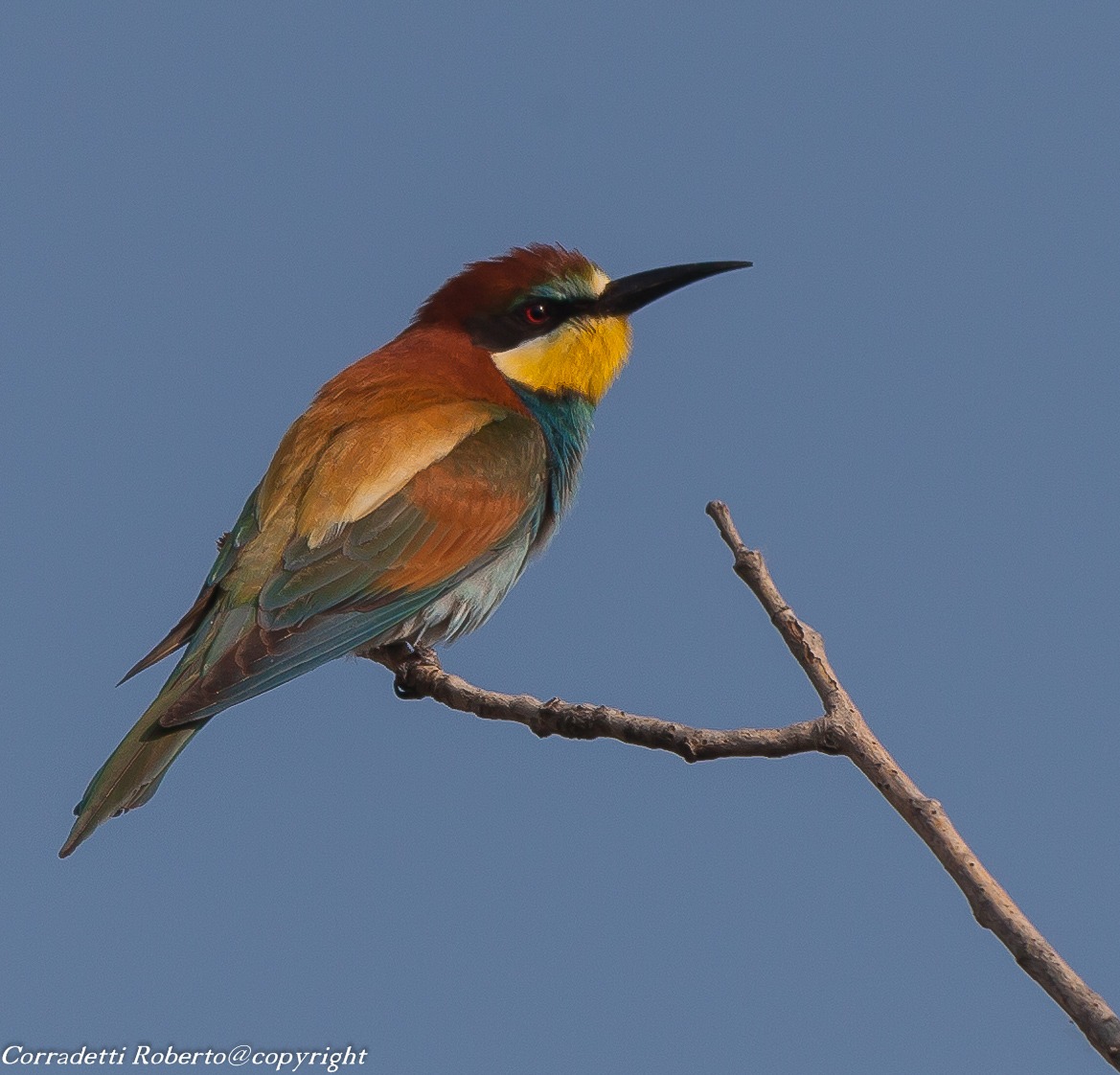 bee-eater