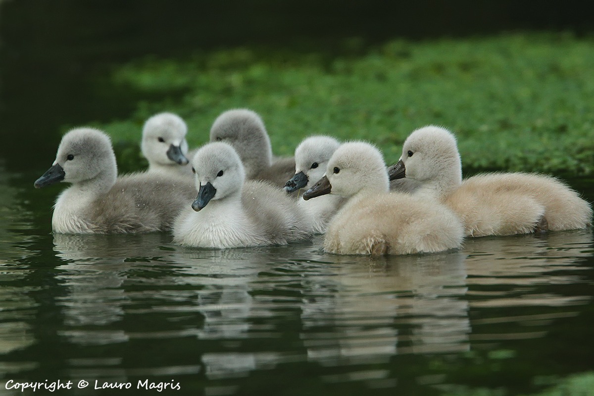 I piccoli esploratori