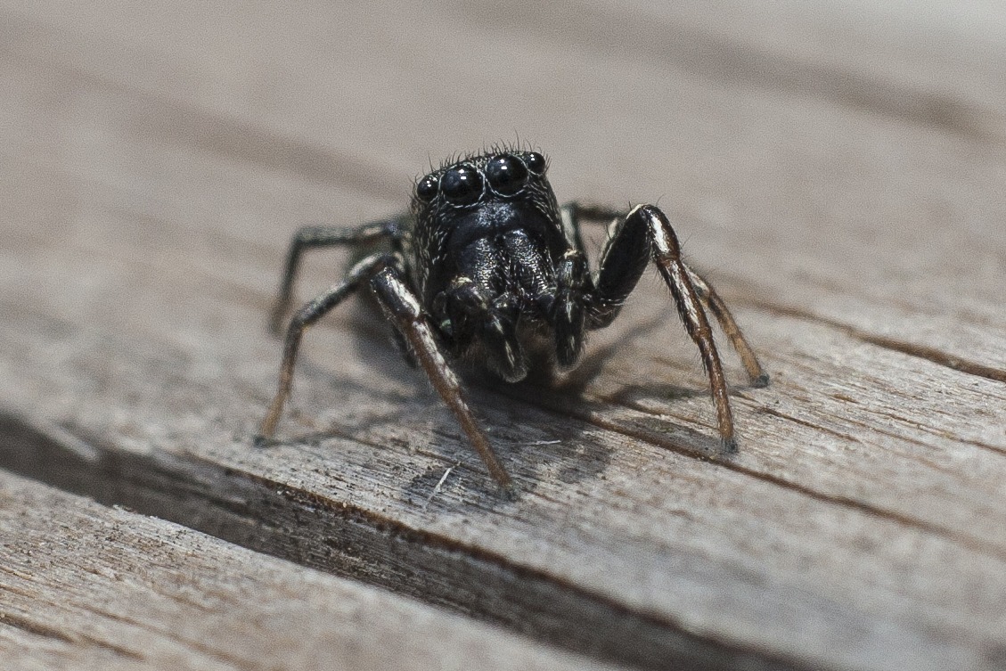 Jumping spider