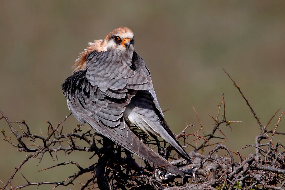 cleaning the plumage