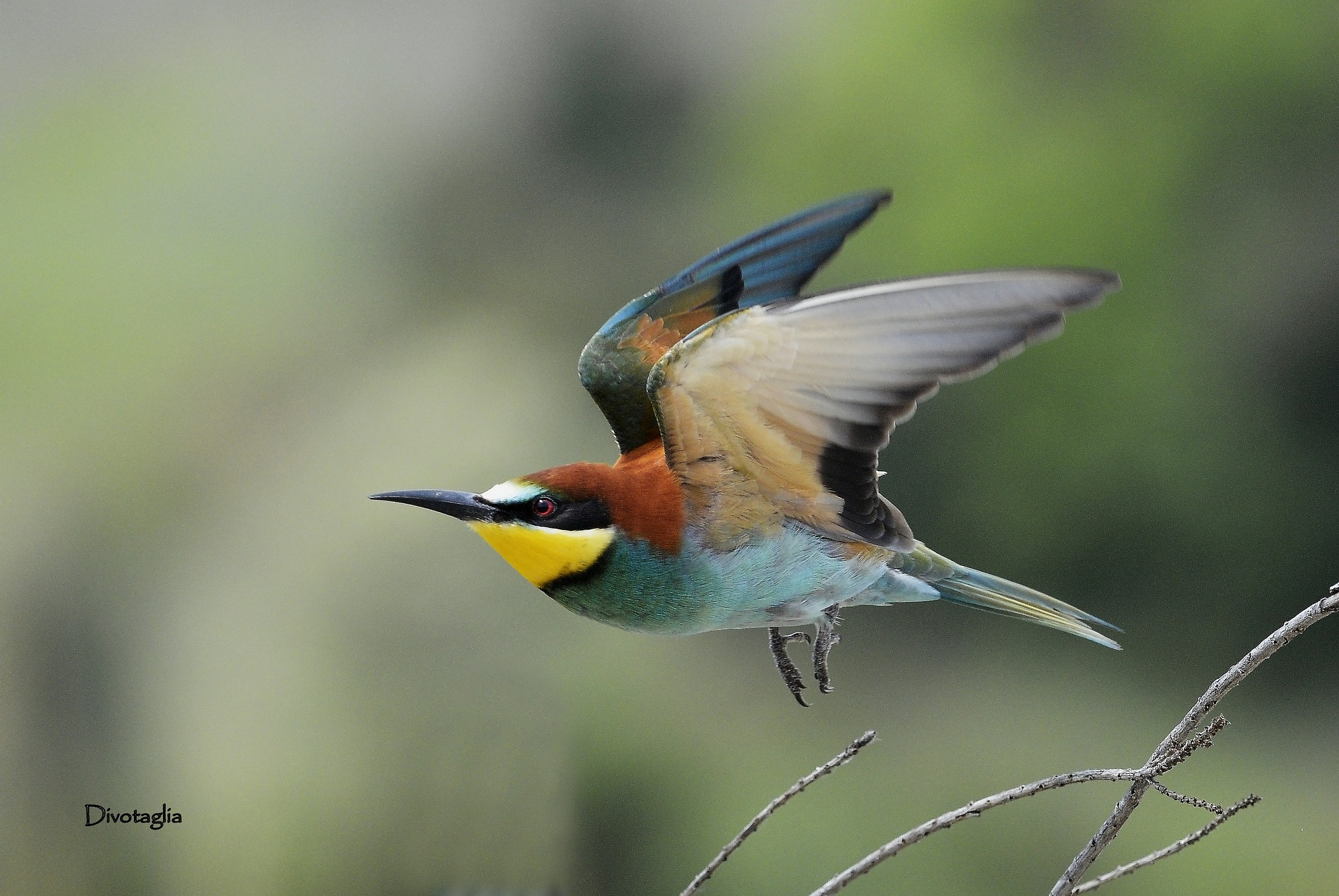 Eater (Merops apiaster)