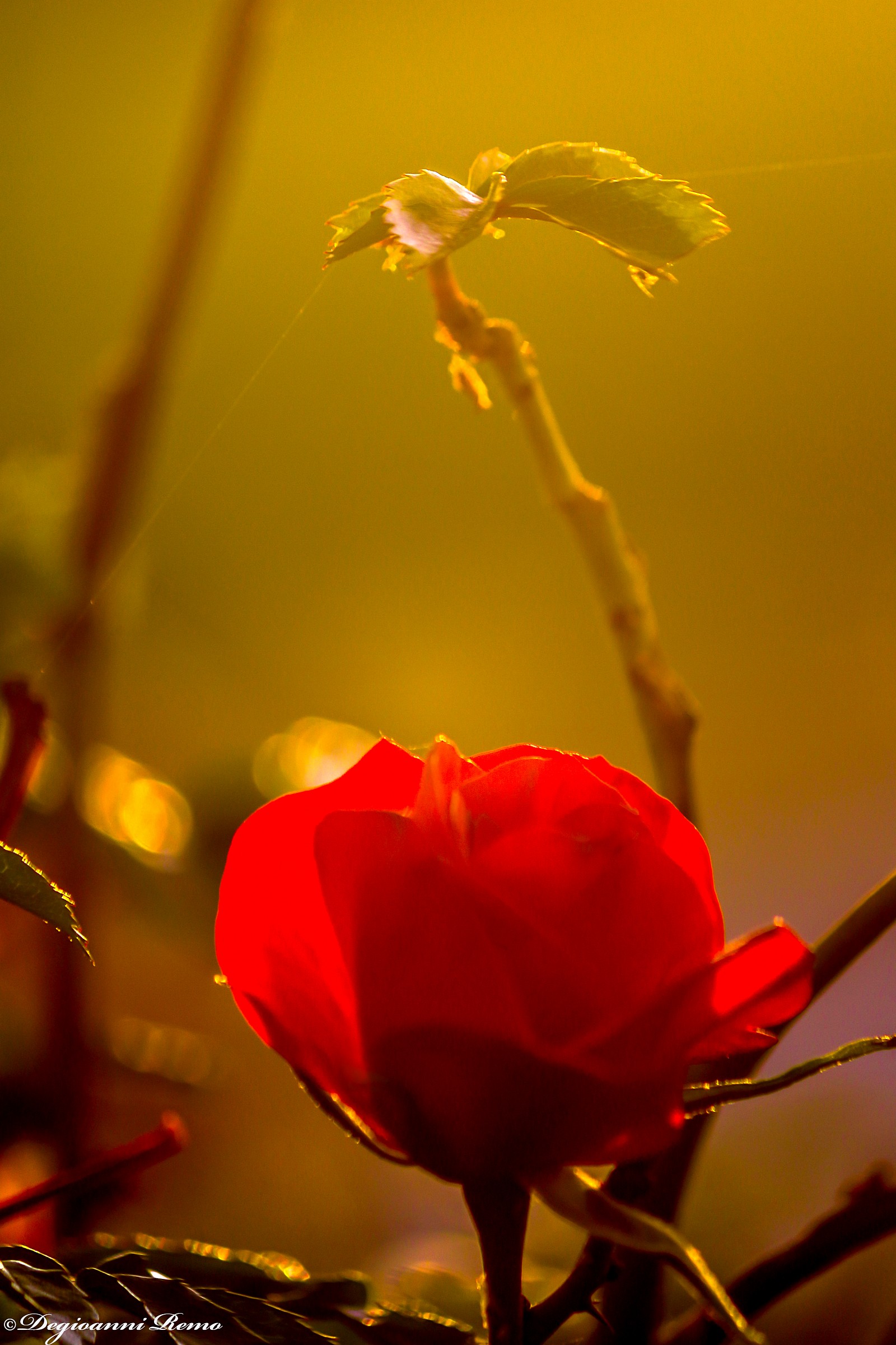 The beauty of the sunset