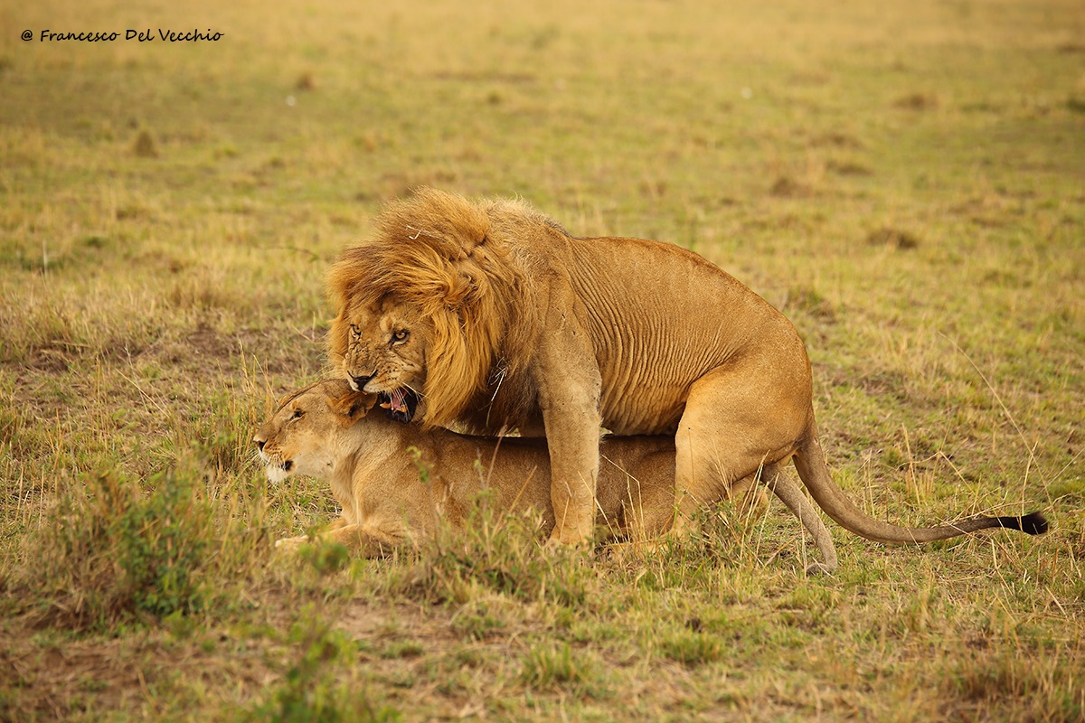 Mr Grimace, figlio del grande Notch