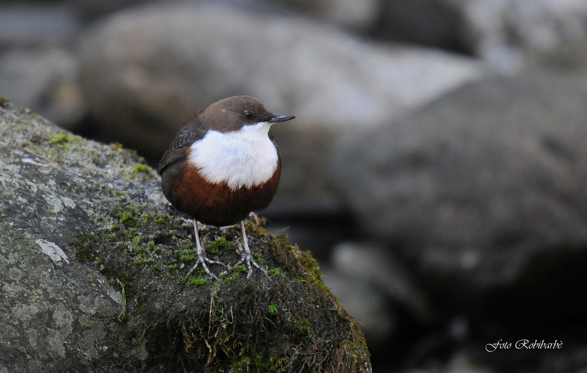 Merlo acquaiolo.....