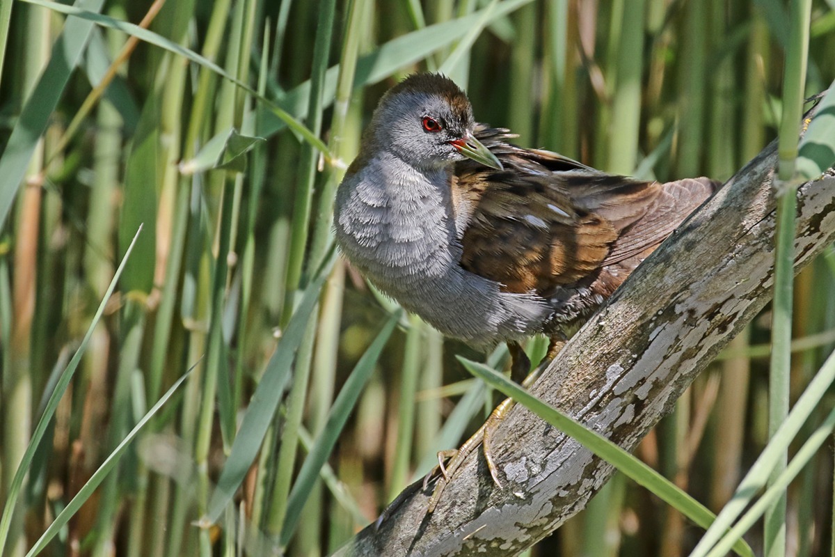 Crake male