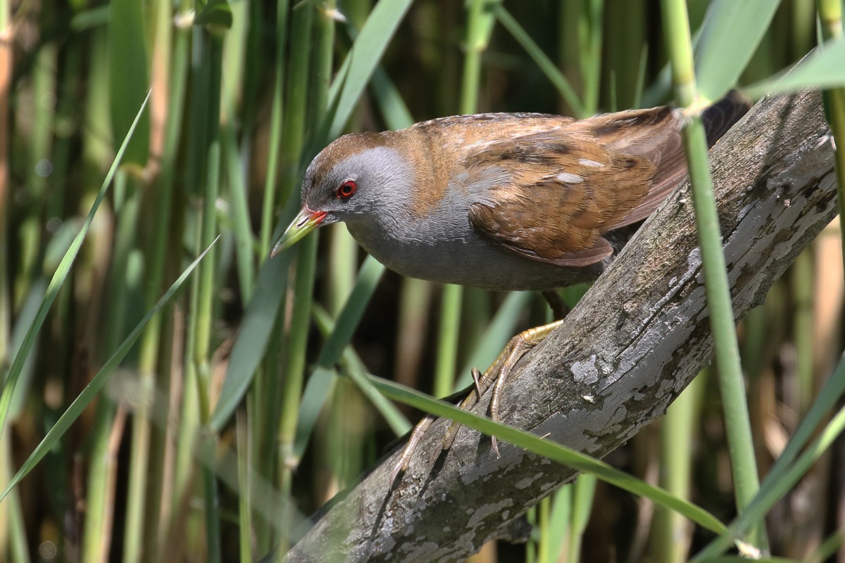 Crake male