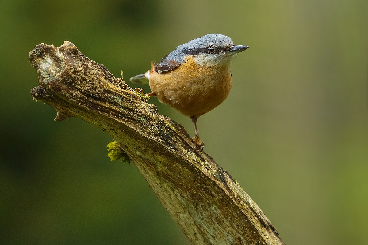 Nuthatch supercroppone :-)