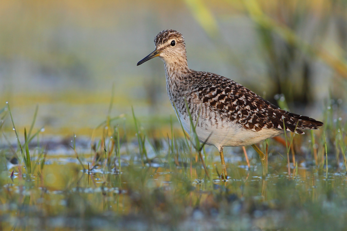 Wood Sandpiper