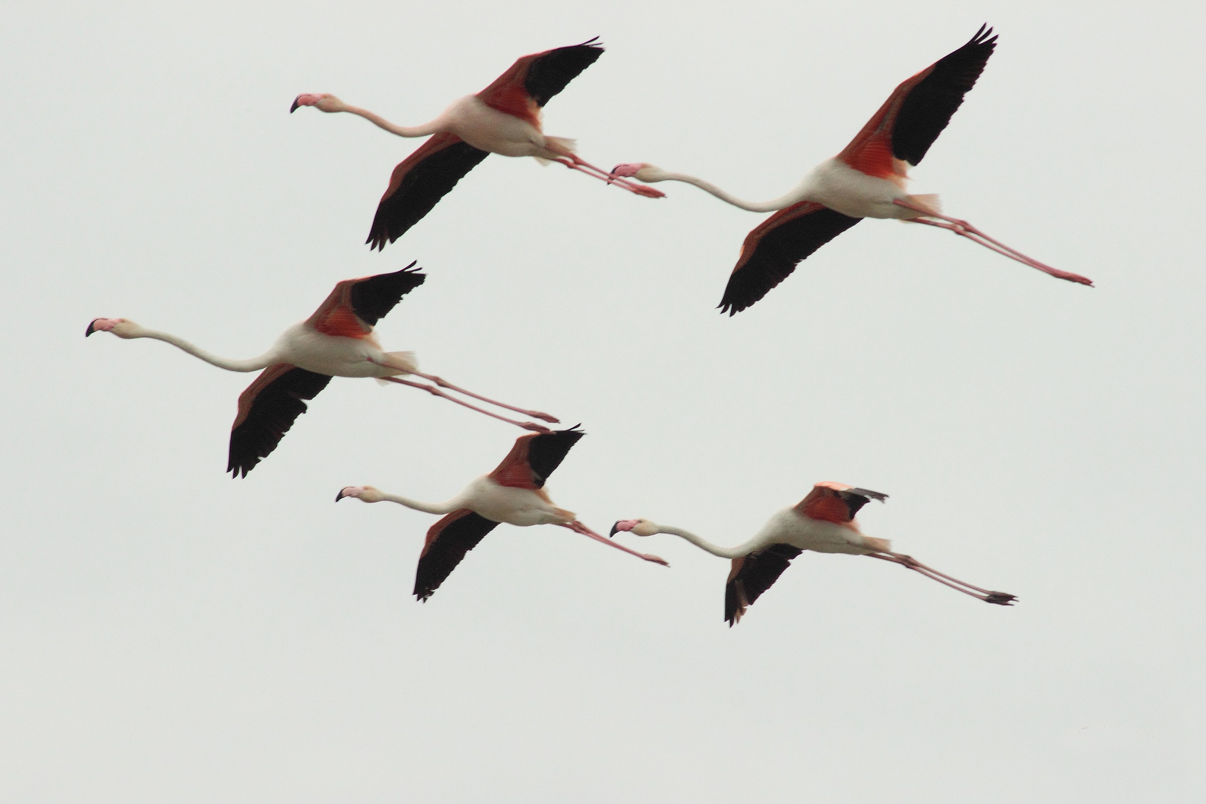 Flamingos in training