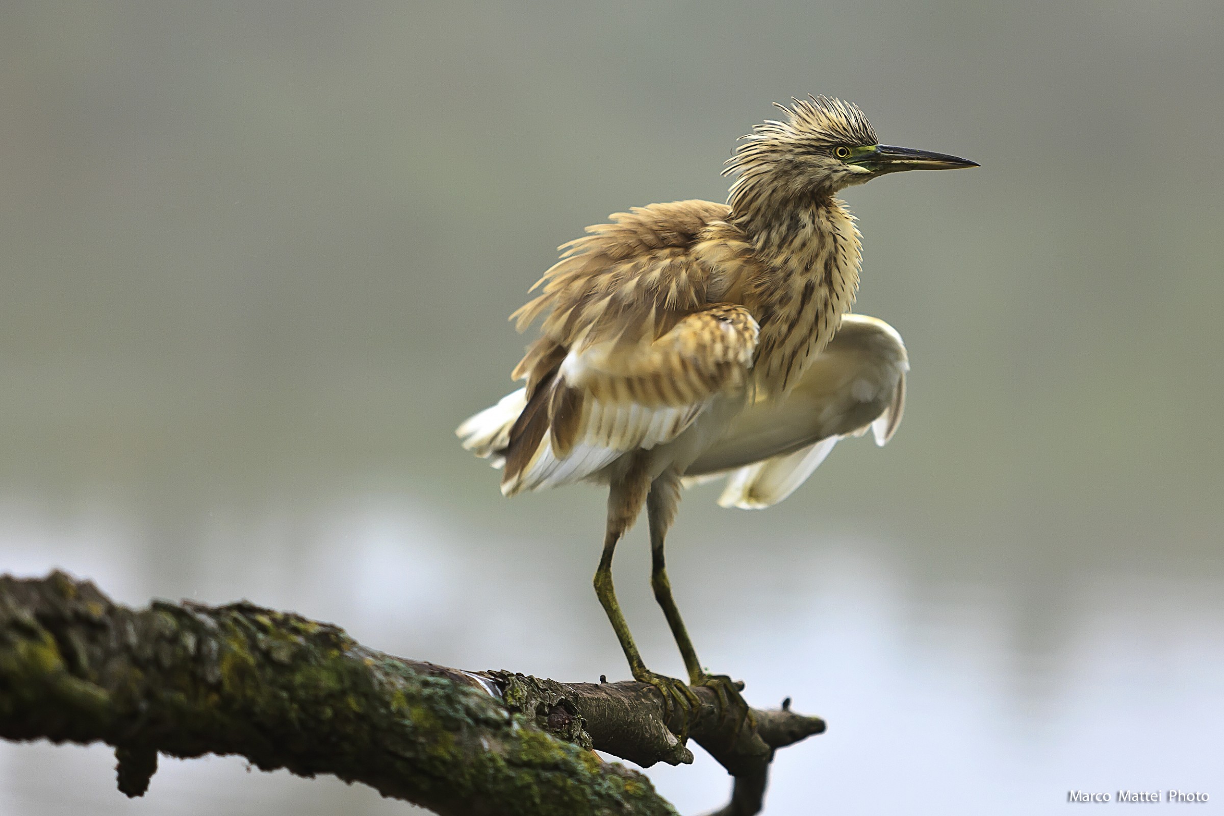 Sgarza ciuffetto (Ardeola ralloides)
