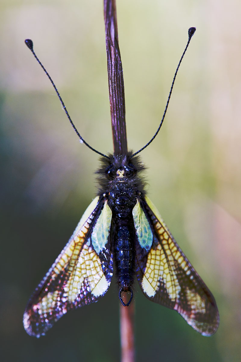 Libelloides coccajus