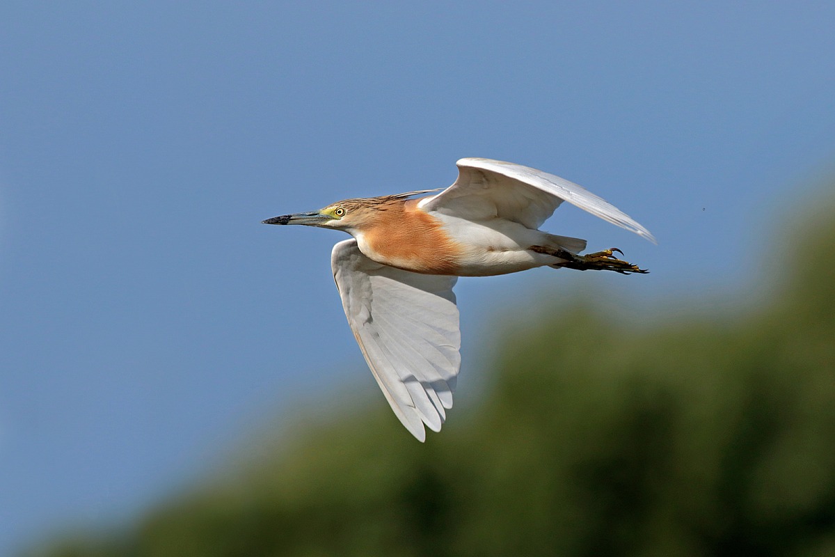 Squacco in flight