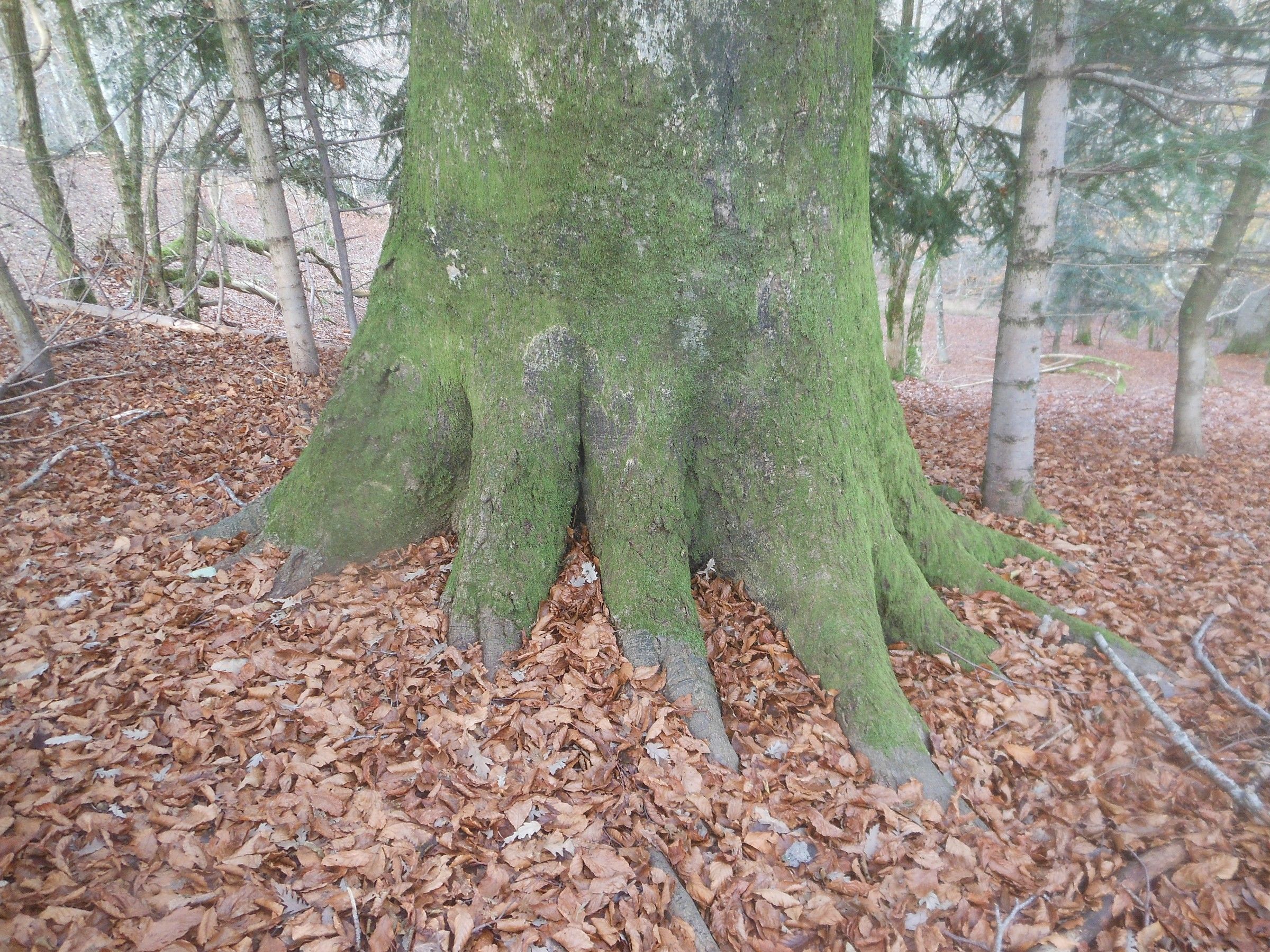 ai piedi dl faggio della riserva del Pigelleto