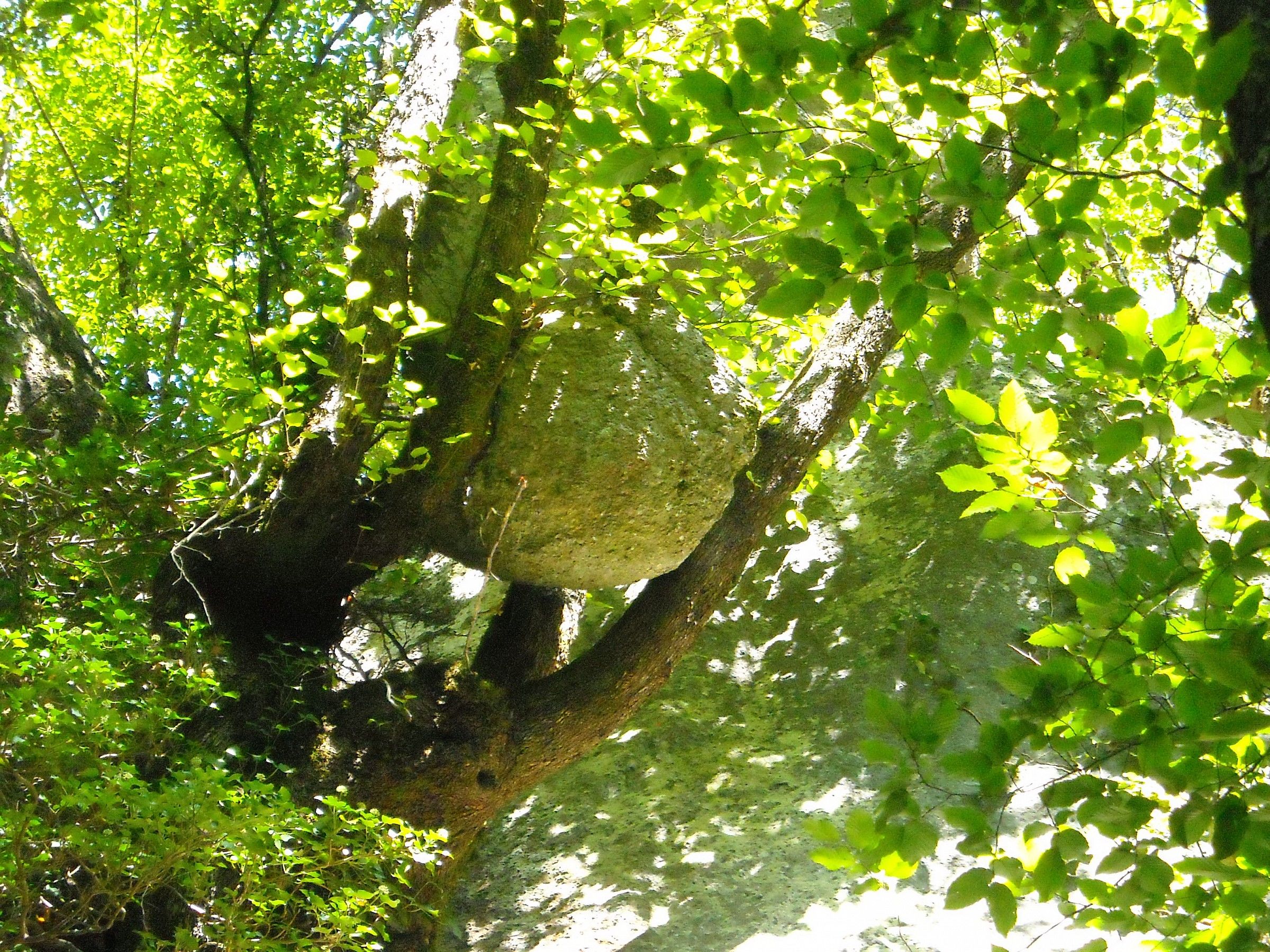 basalto tra i rami nella gola dello stridolone