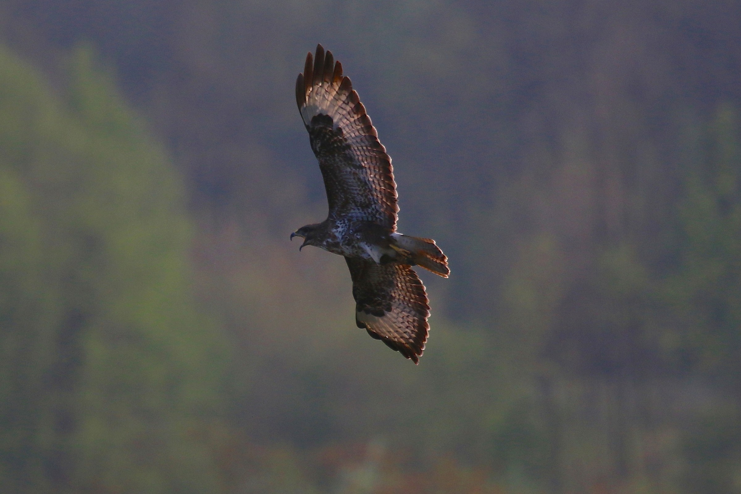 Buzzard