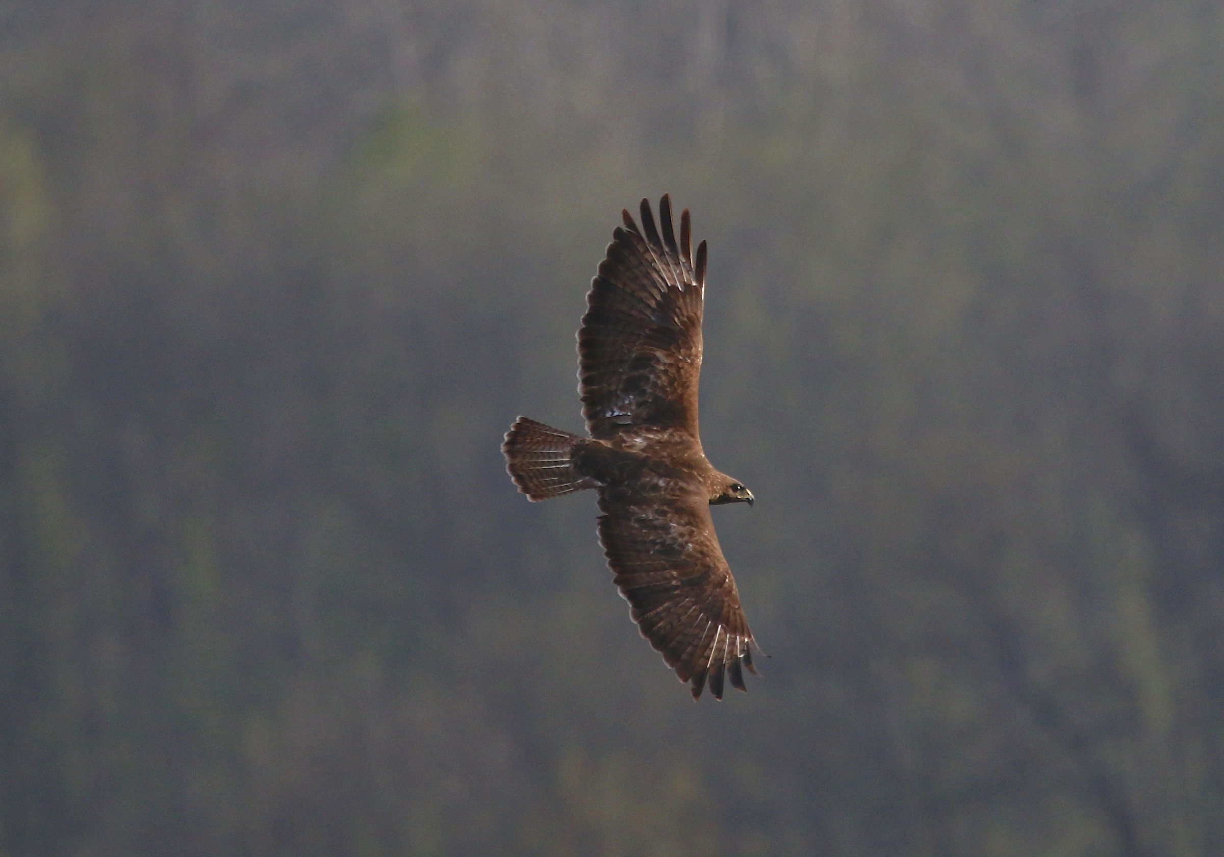 Buzzard in flight