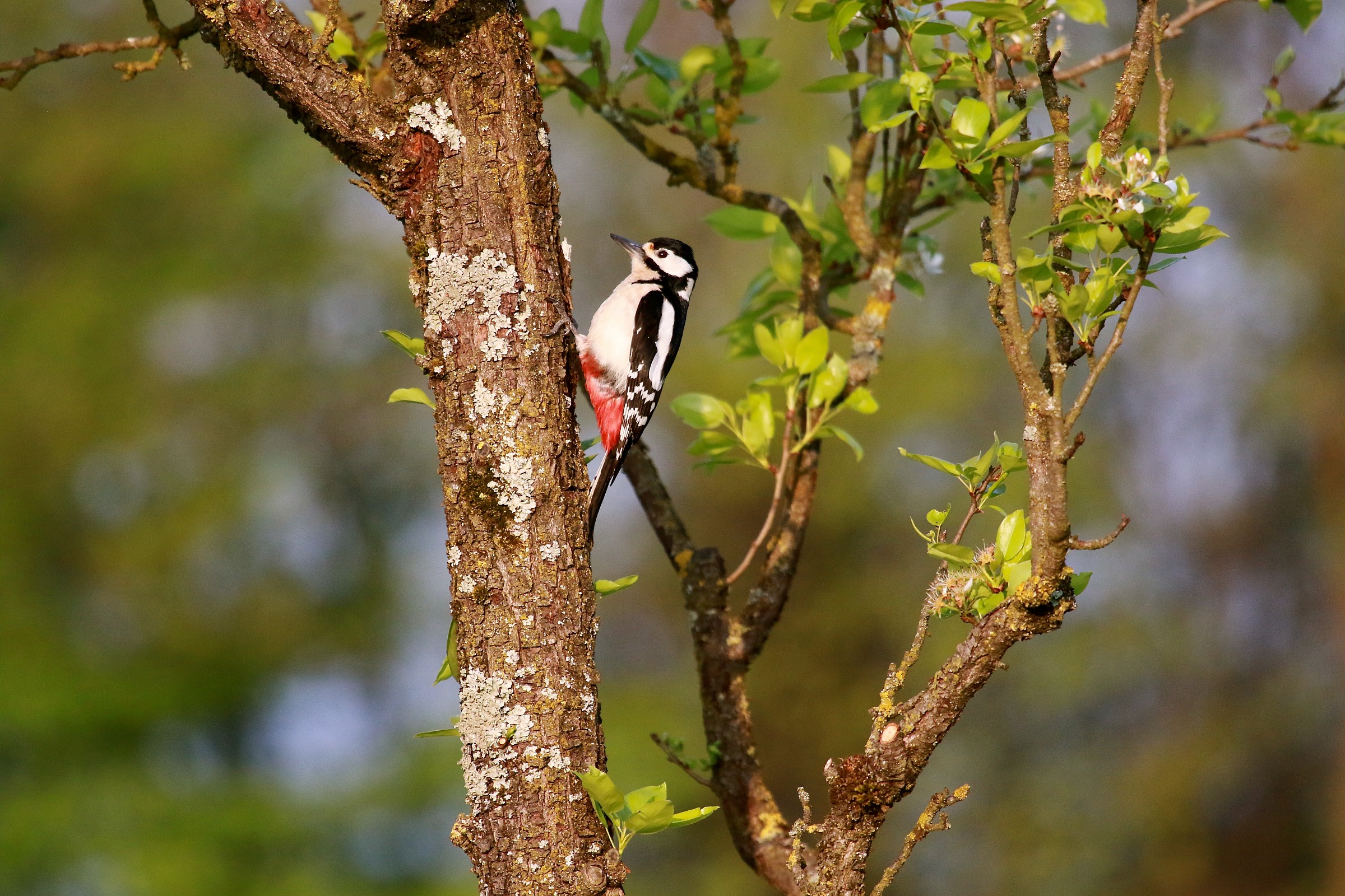 Spotted Woodpecker