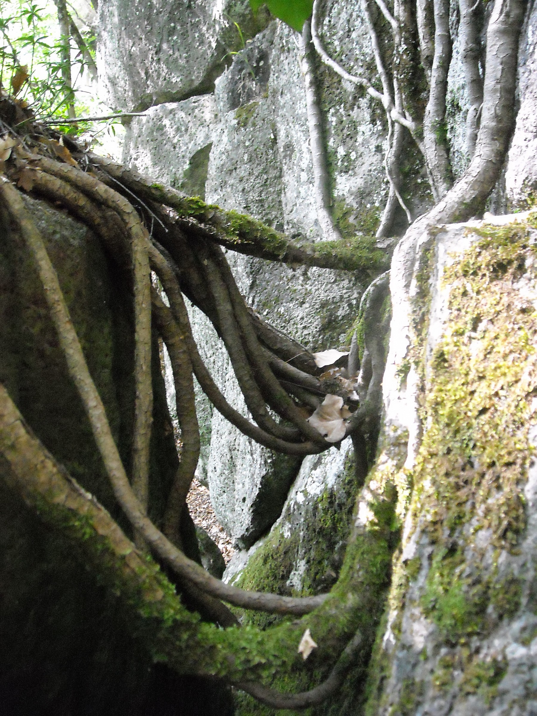 tentacoli d'edera nella gola dello stridolone