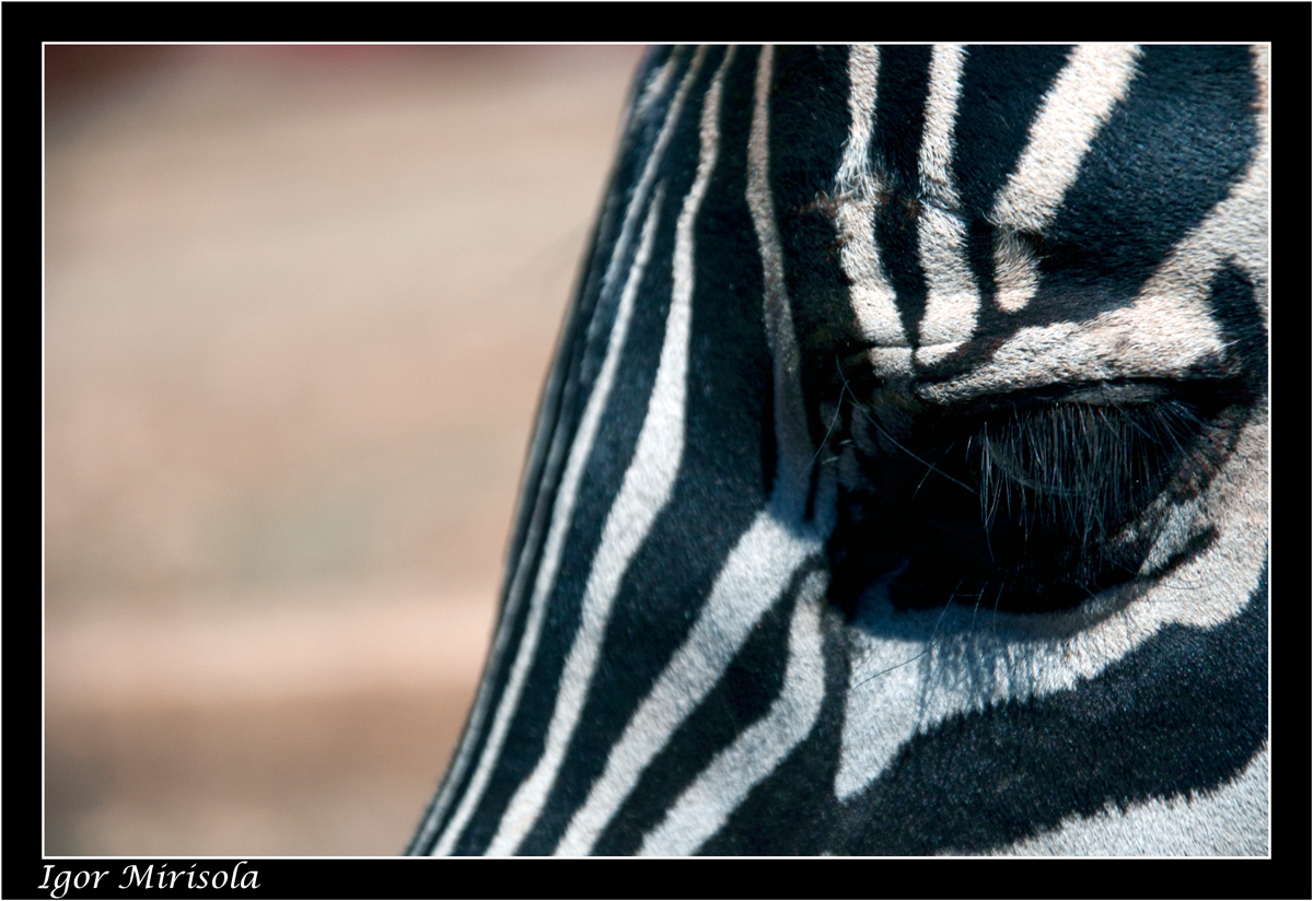 Zebra