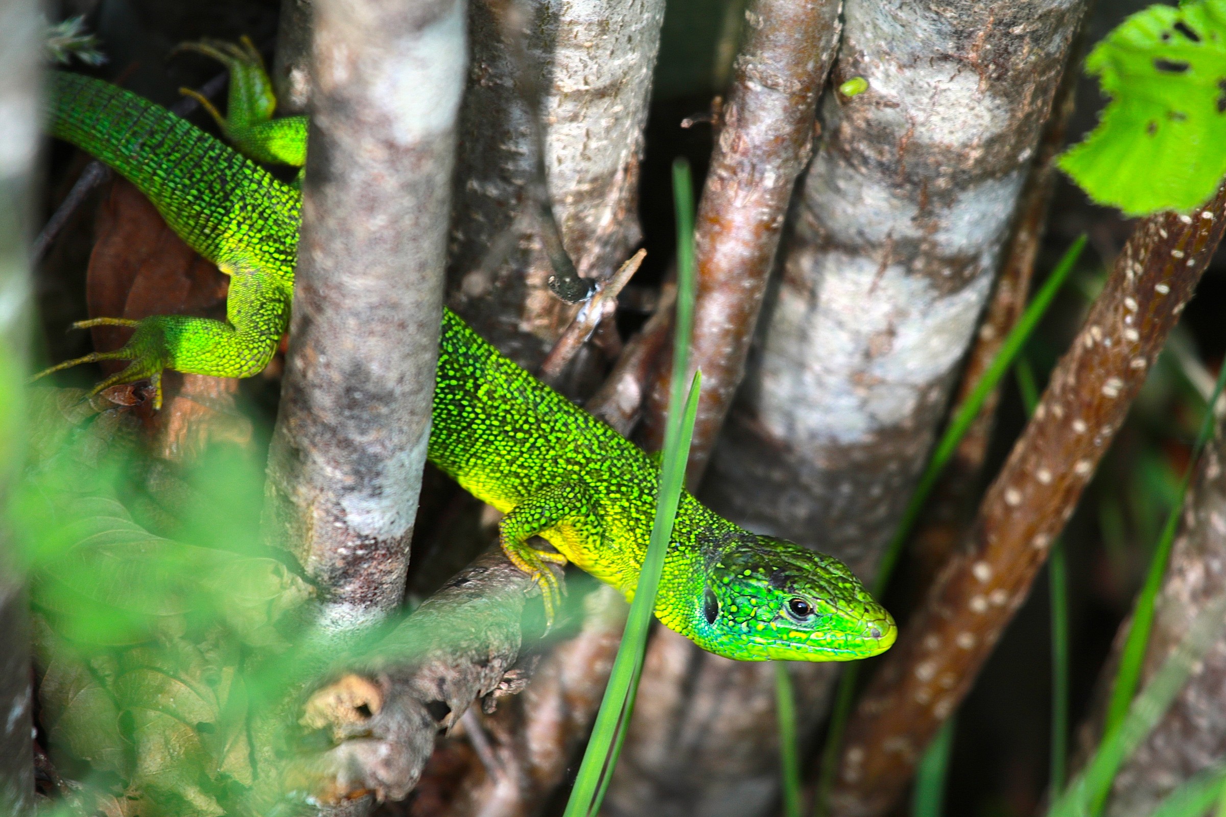 Green lizard