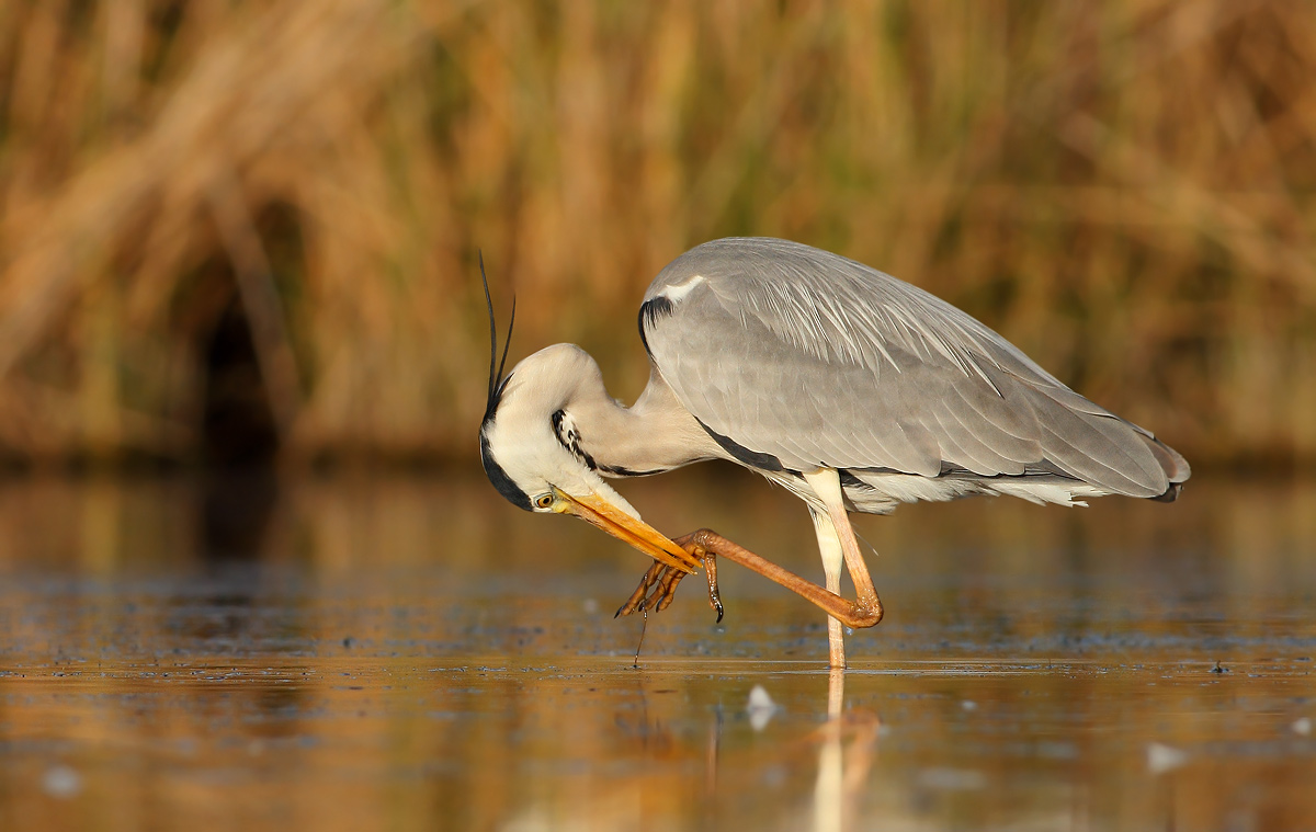 Grey Heron