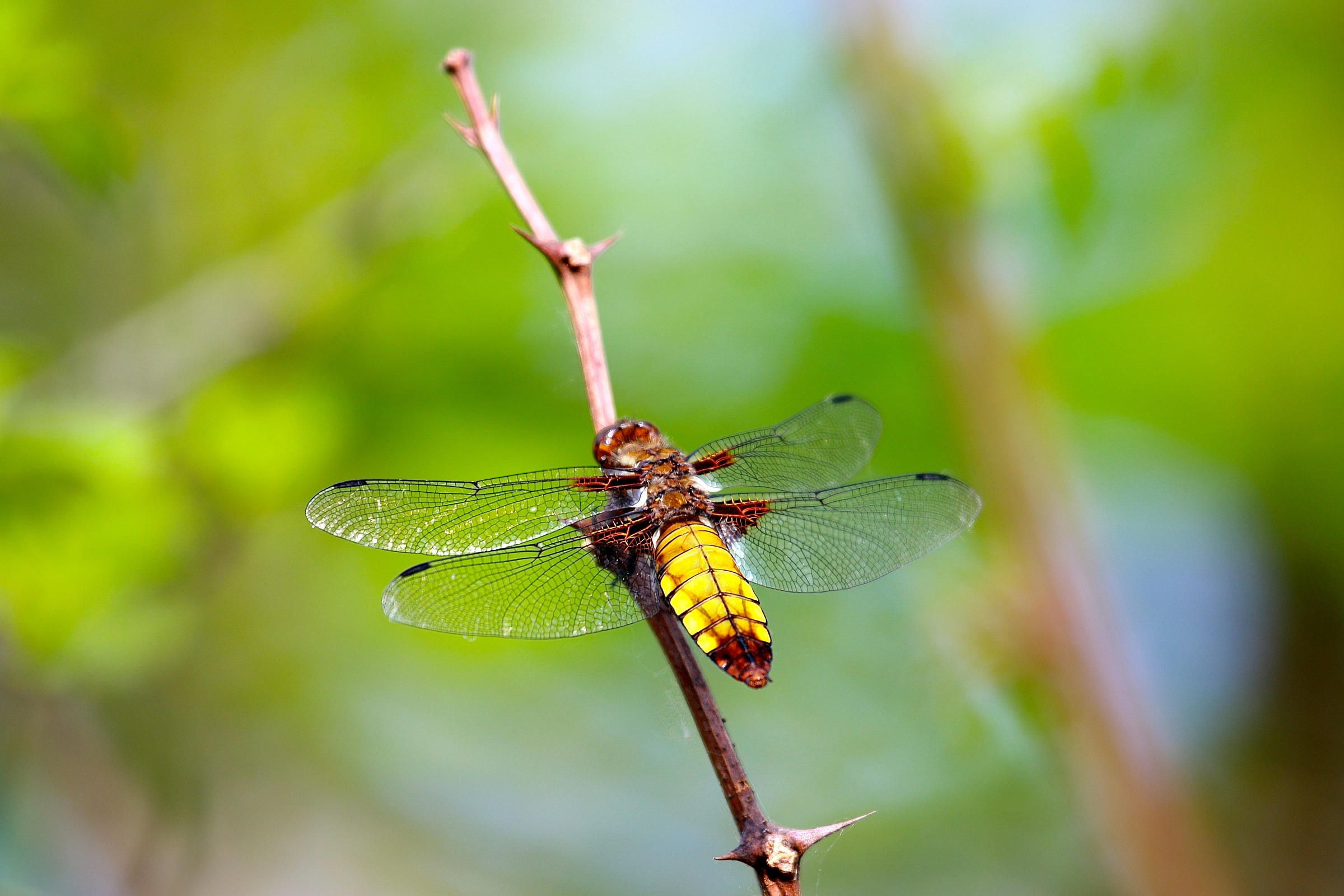 Dragonfly Quadrimaculata Macho