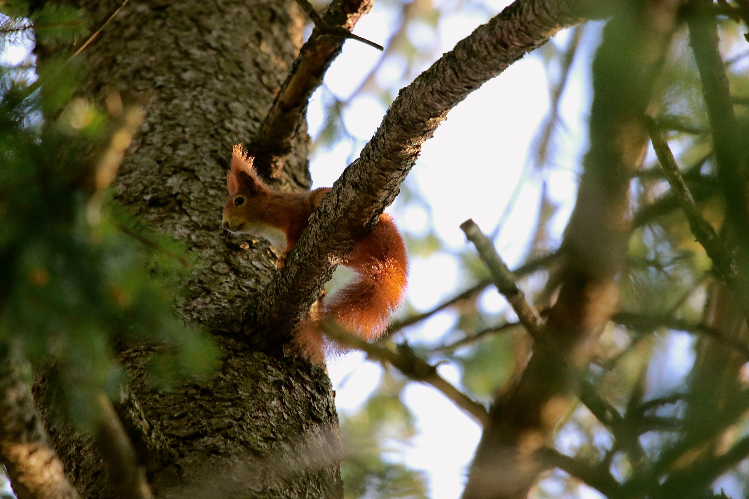 Red Squirrel