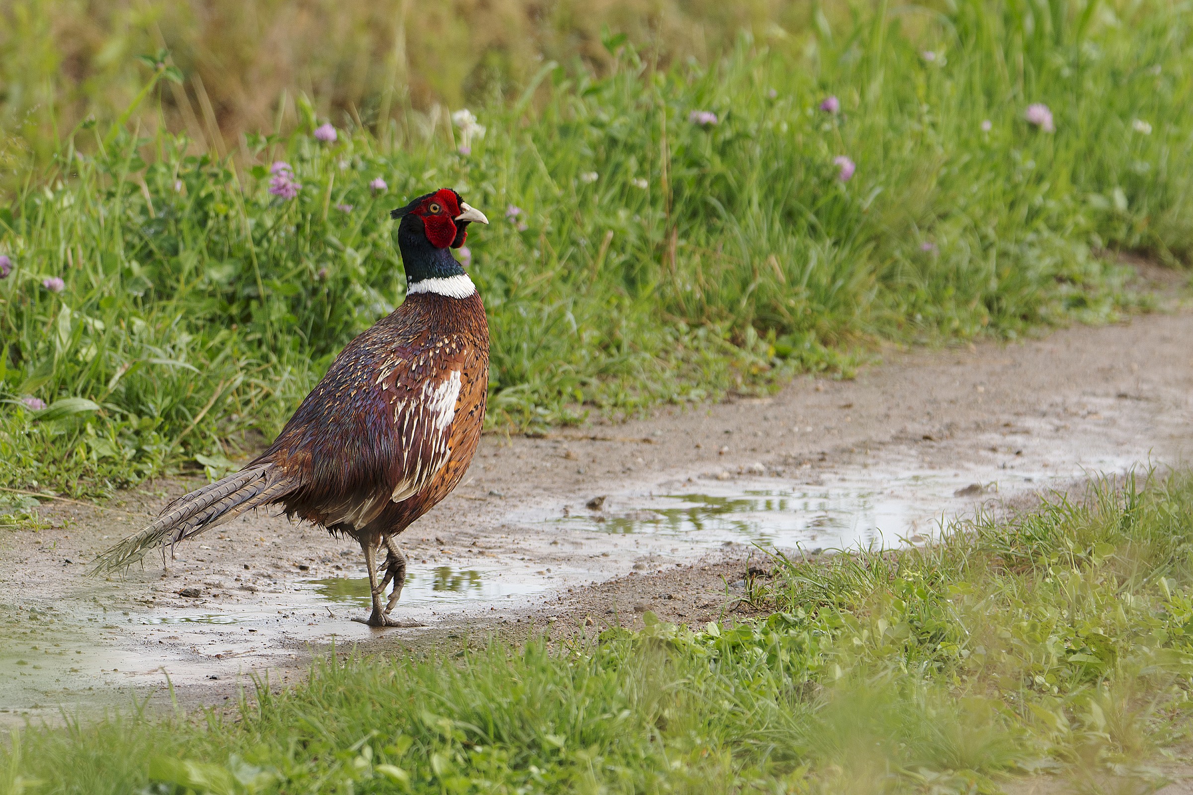 Meetings on the road to home.