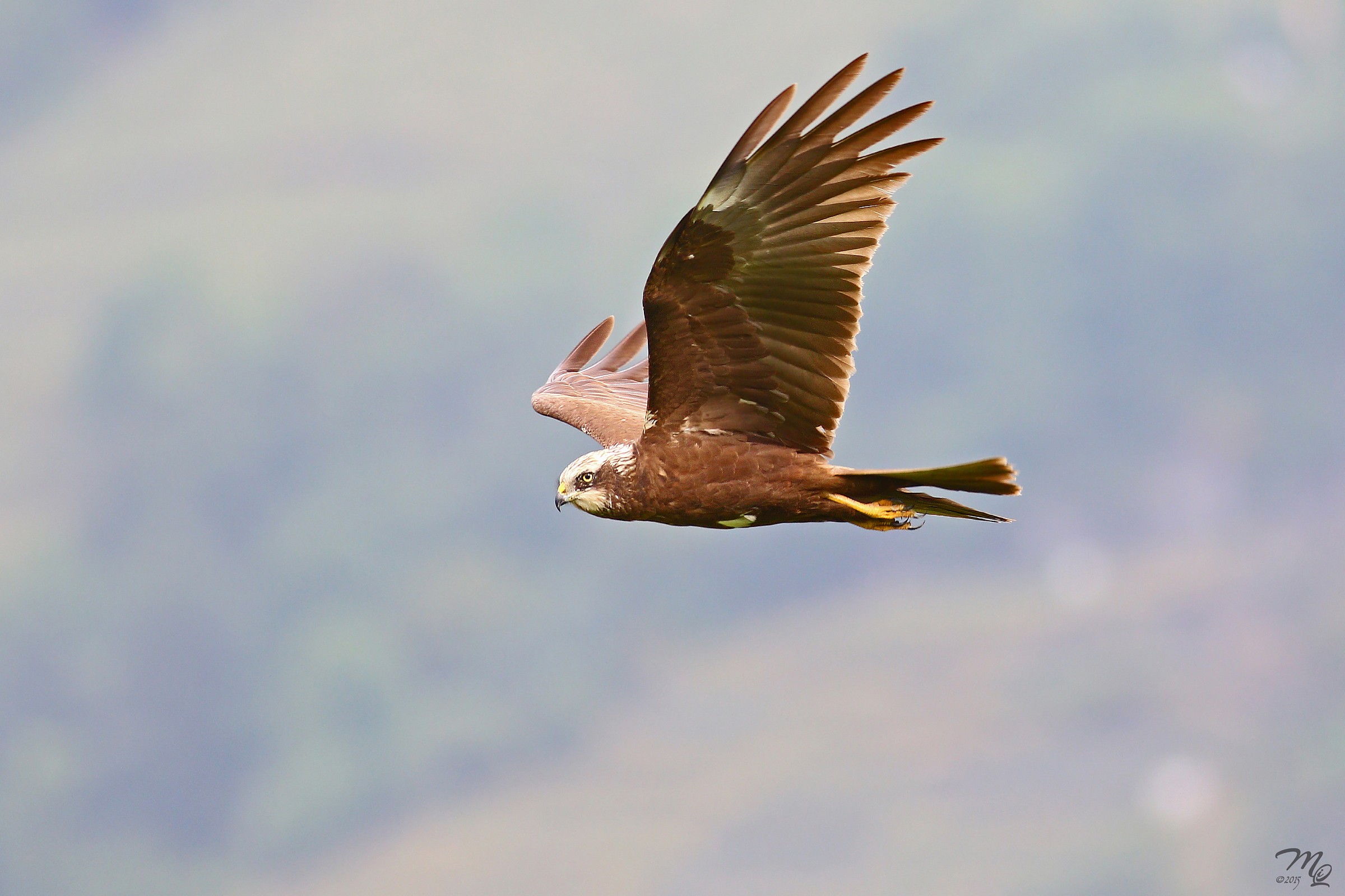 Falco di palude