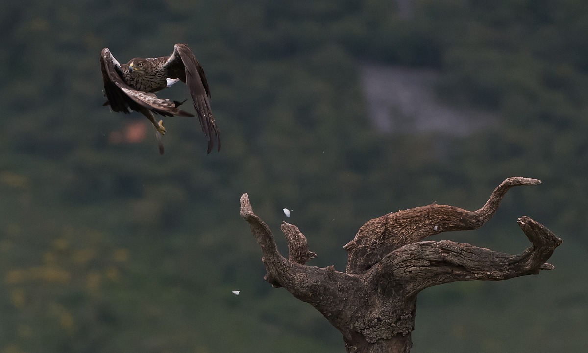 extremadura aquila del bonelli con piccione vivo