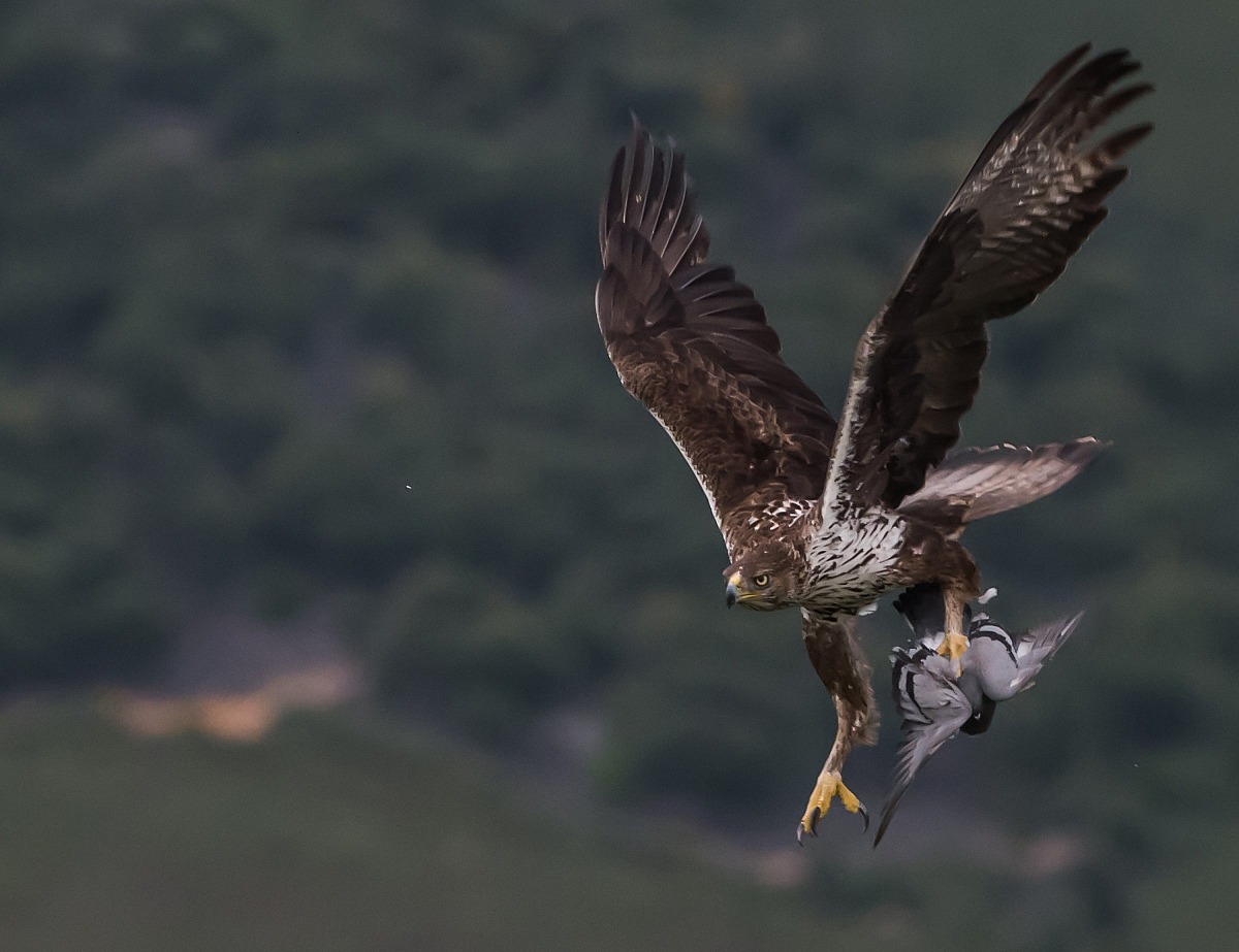 extremadura aquila del bonelli con piccione vivo