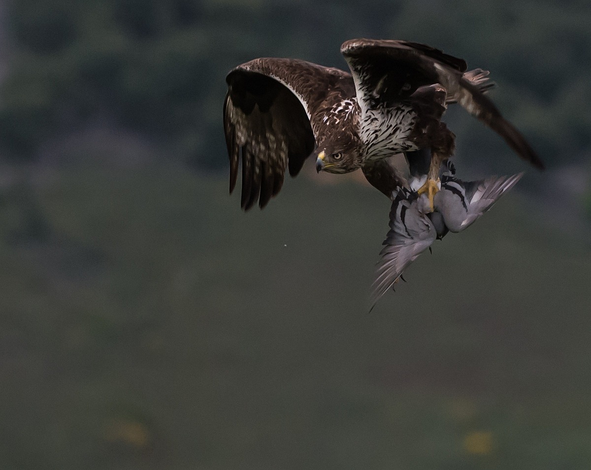 extremadura aquila del bonelli con piccione vivo