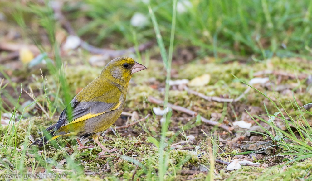 greenfinch