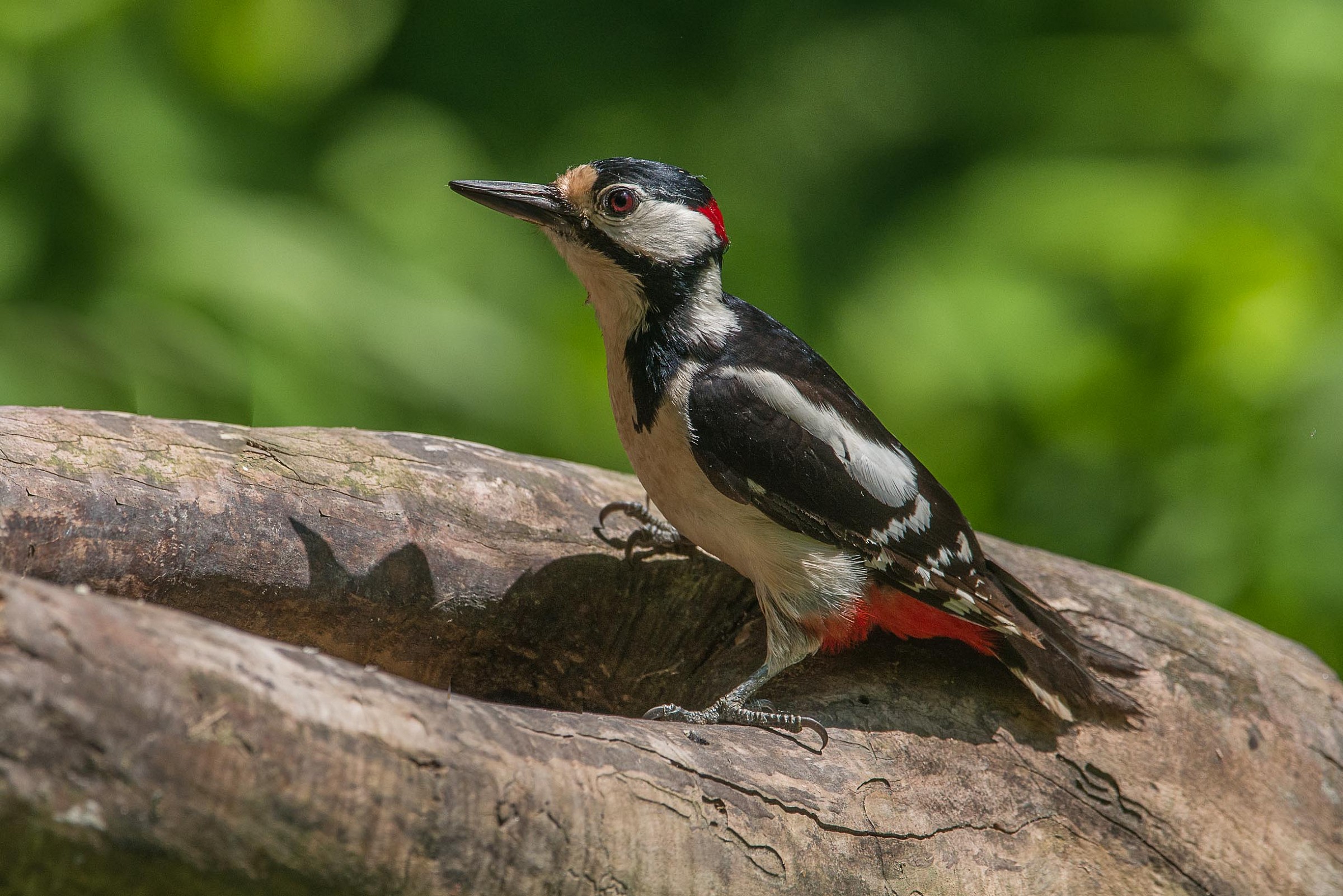 Picchio rosso maggiore