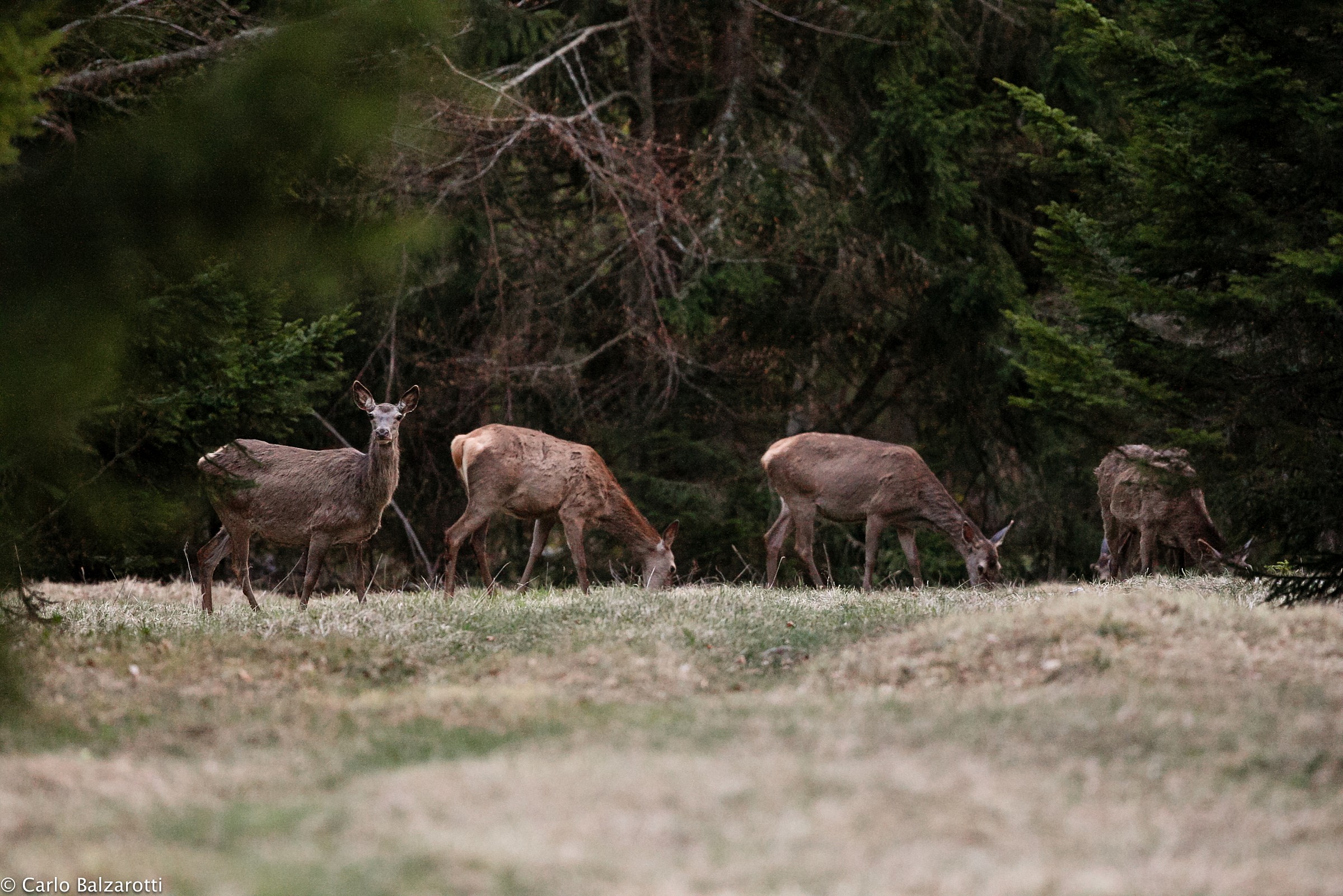 Deer (females and young males)