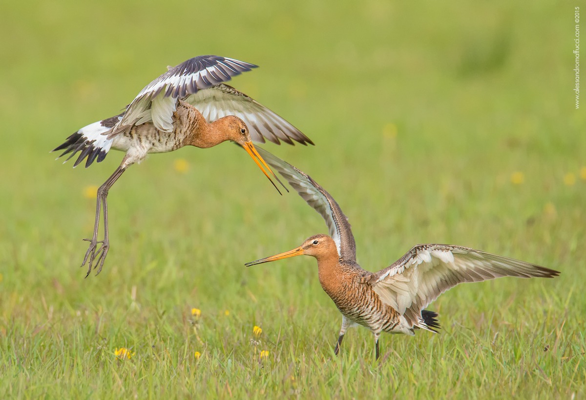 Coppia di pittime reali
