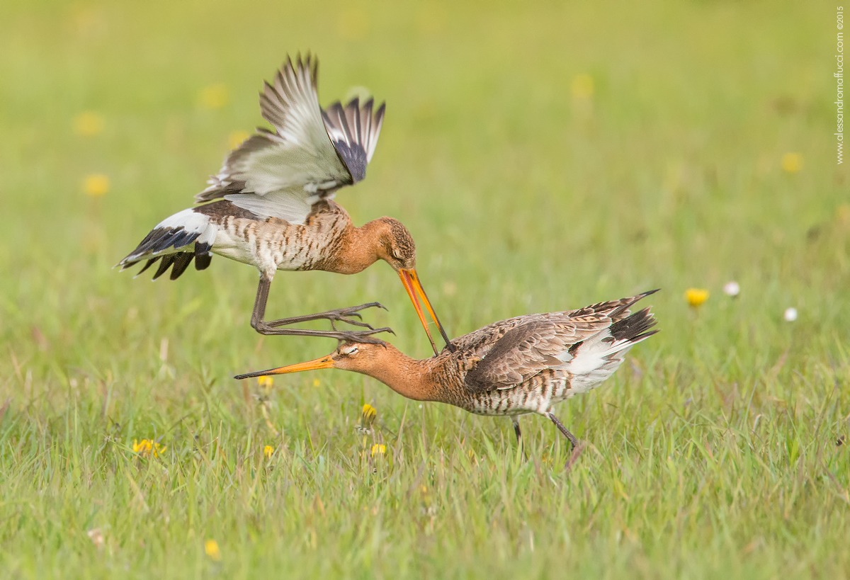 Pair of black-tailed godwits
