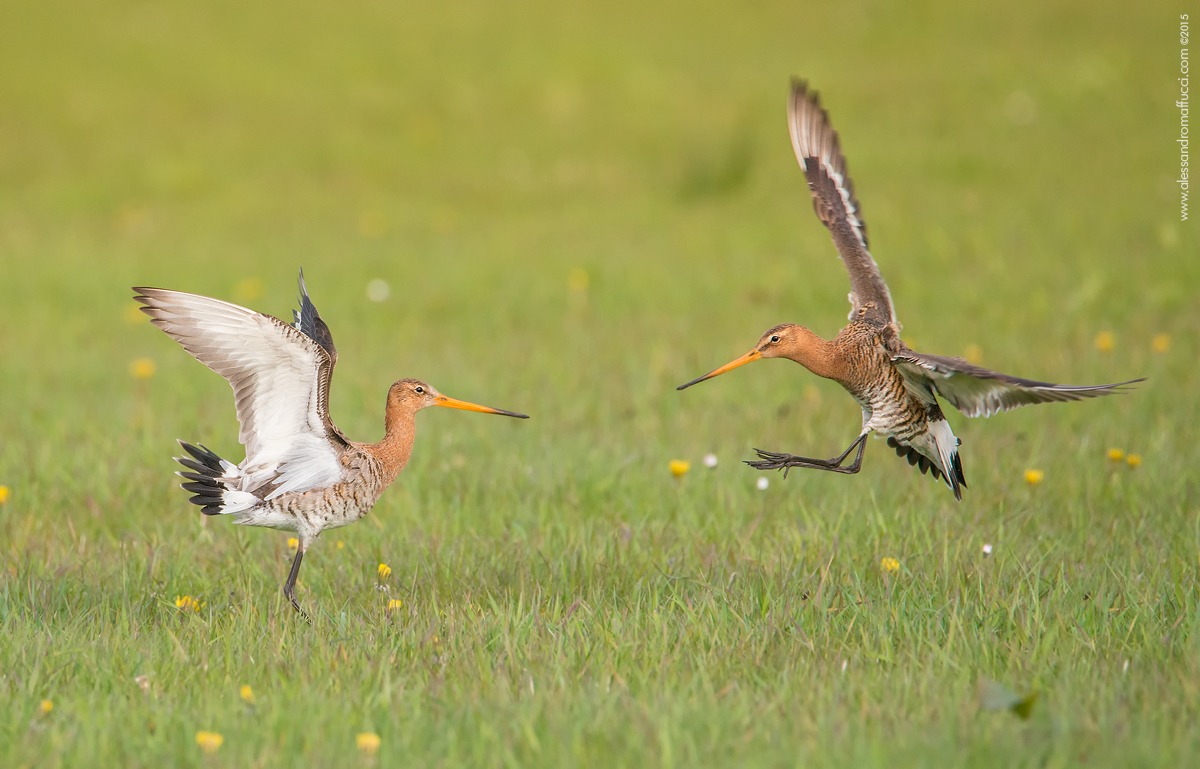 Coppia di pittime reali