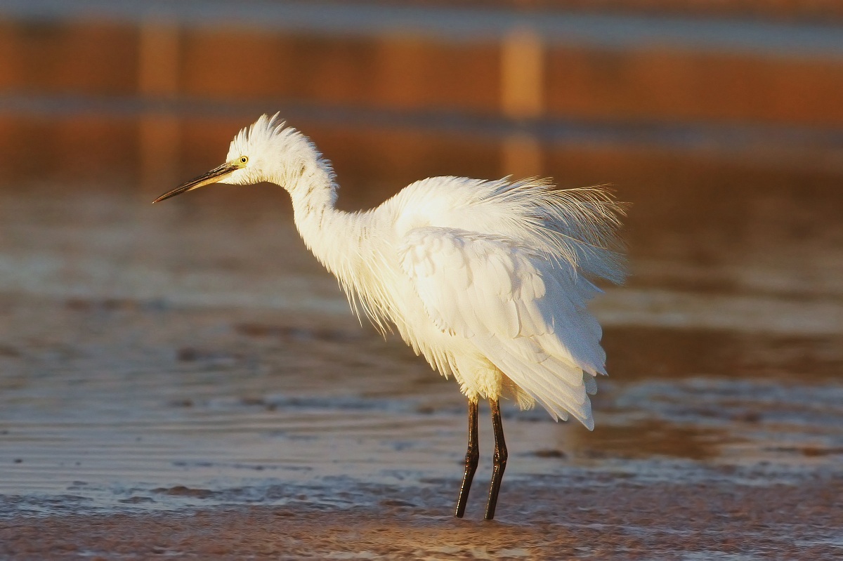 egret egret
