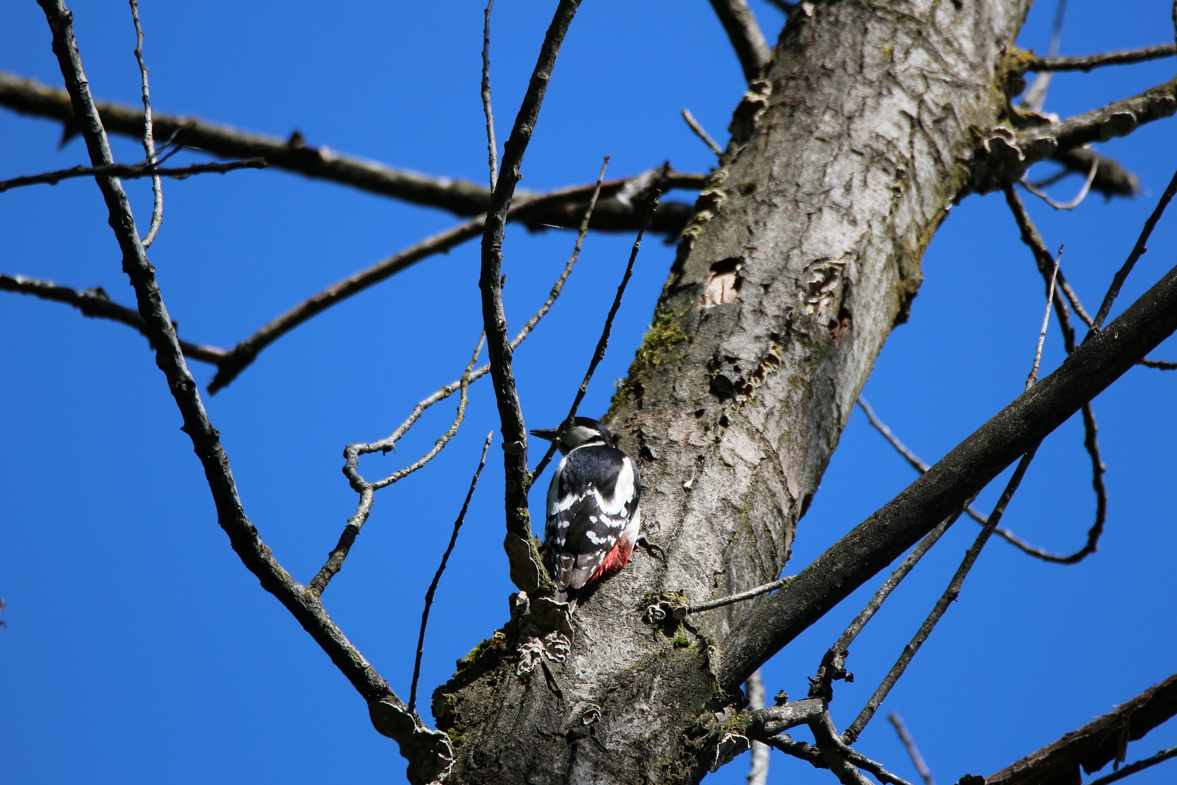 Woodpecker