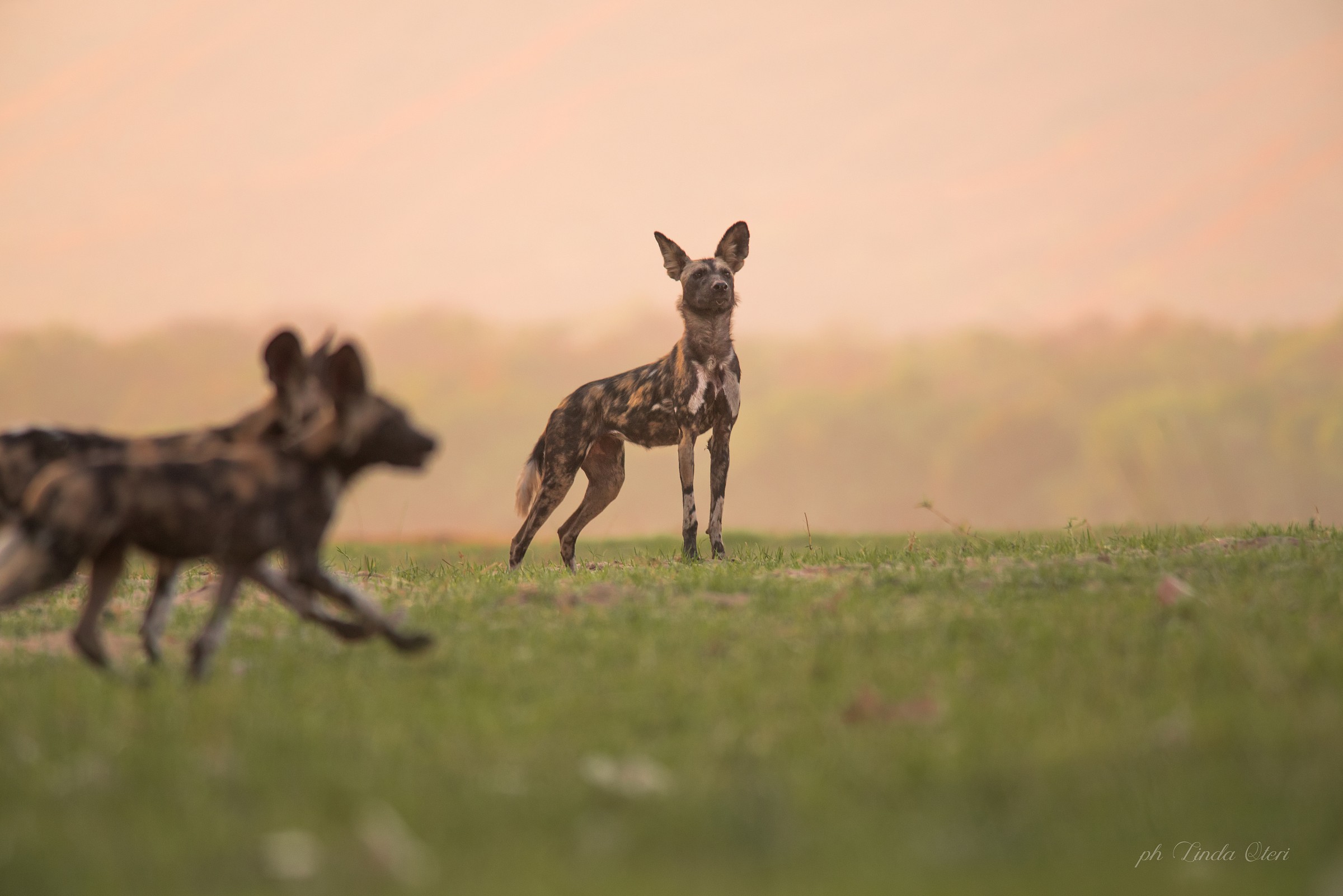 I thought I heard a noise ...