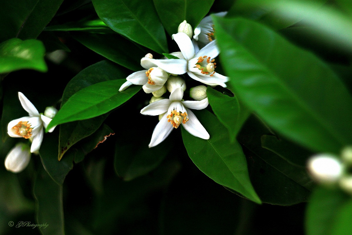 Orange Blossom
