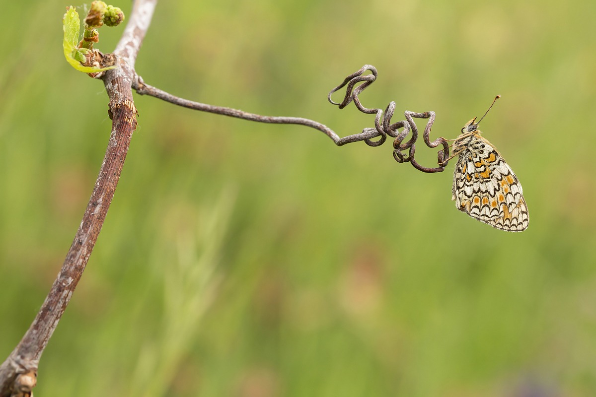 Voglio un pò d'uva!!!!