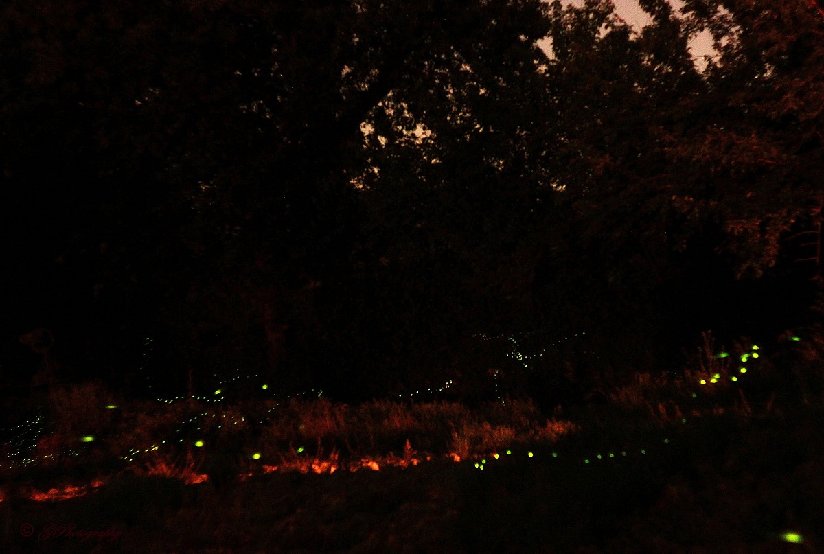 Lucciole di Campagna