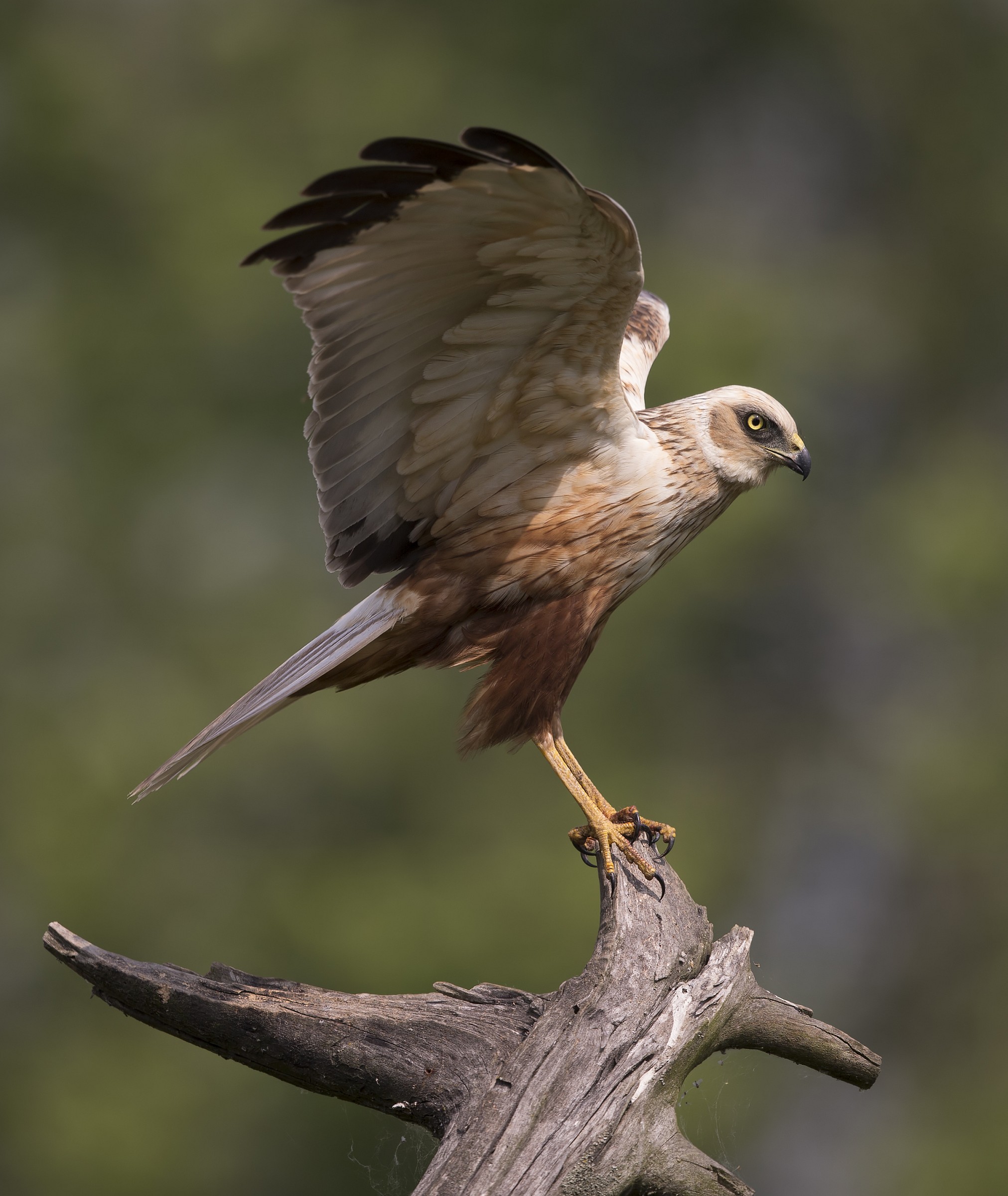 Marsh Harrier (Circus aeruginosus)