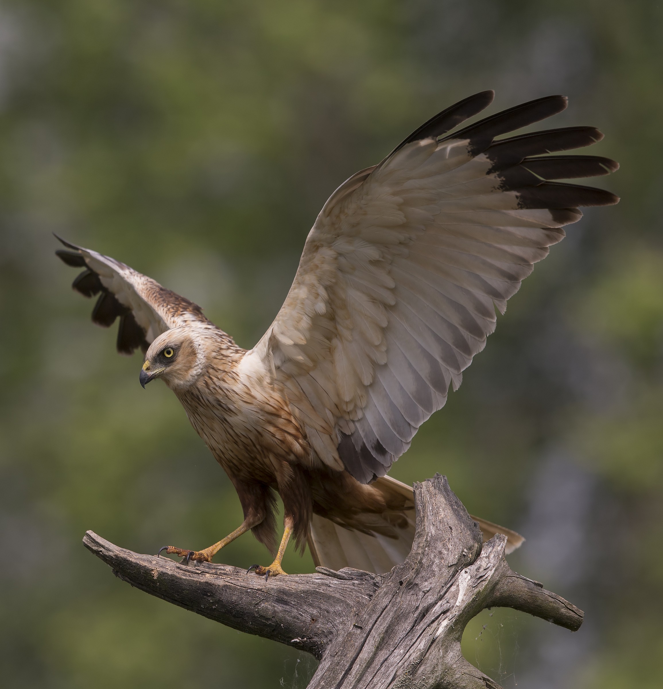 Marsh Harrier (Circus aeruginosus)