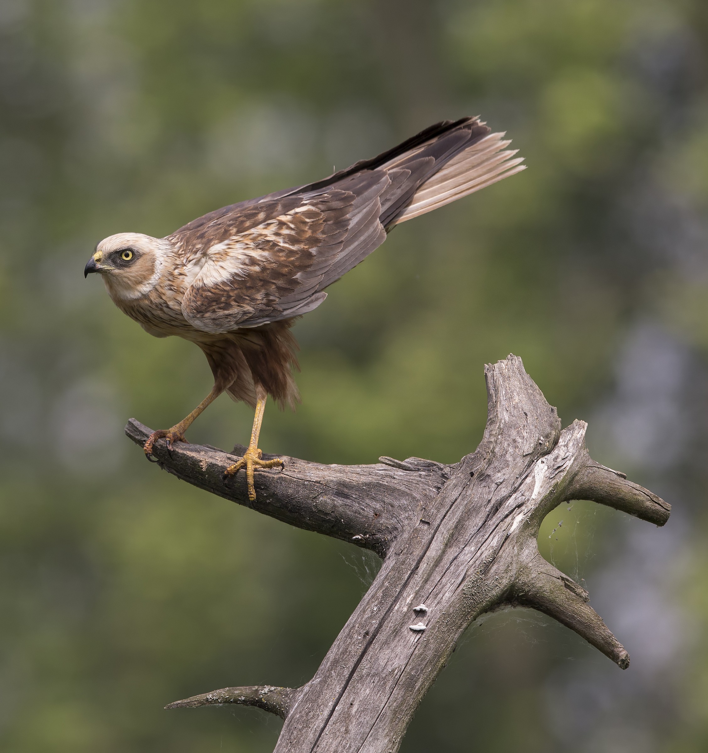 Marsh Harrier (Circus aeruginosus)