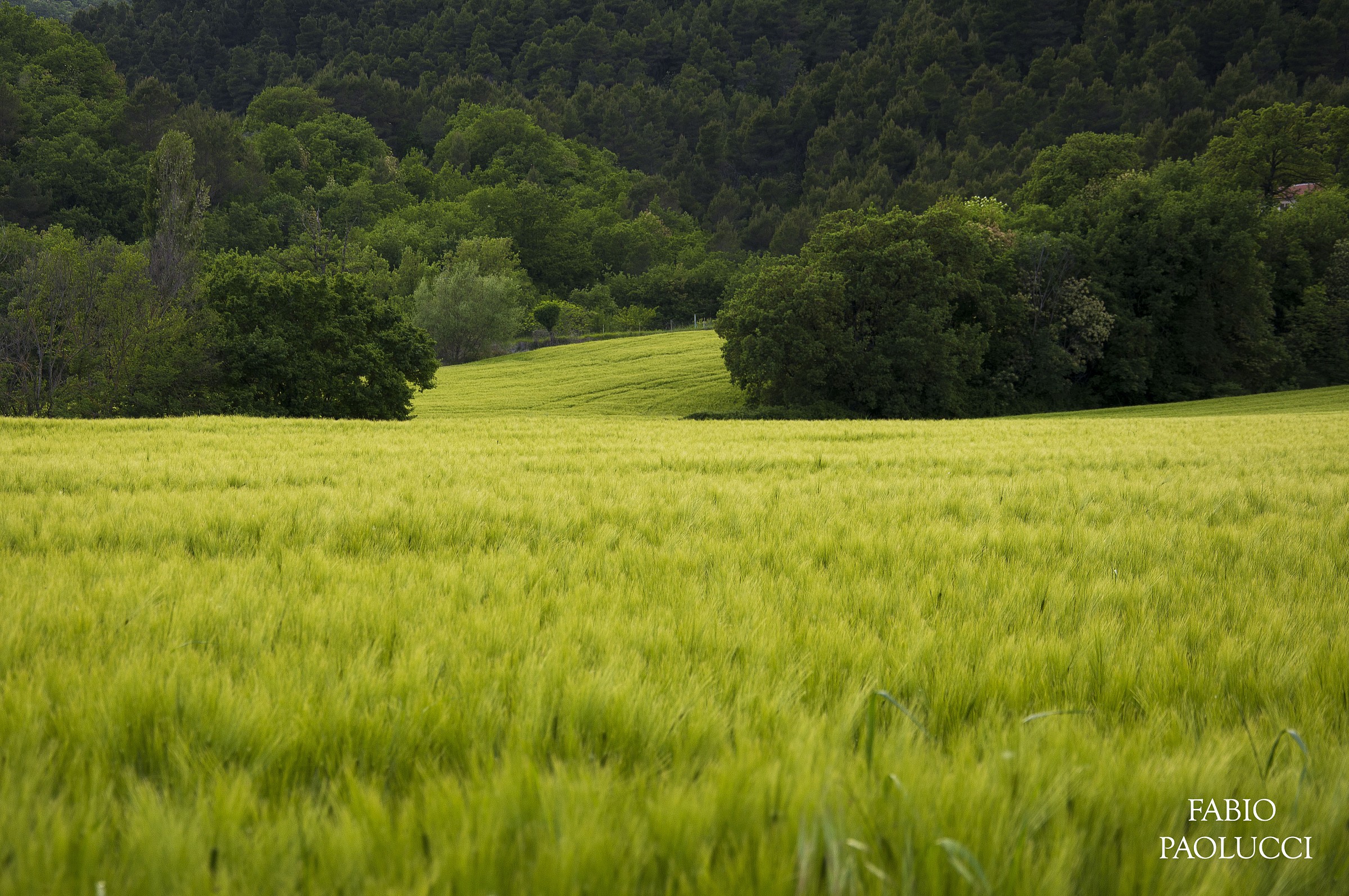 Finche' C'e' Verde C'e' Speranza
