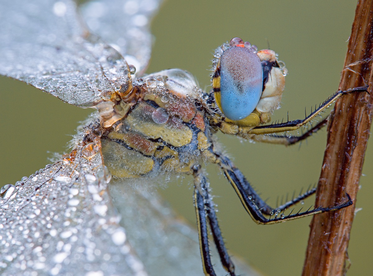 dragonfly