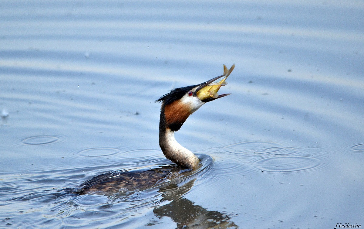 grebe with prey